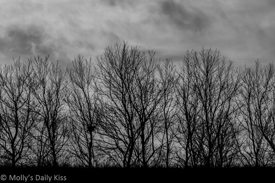 Trees on a black and grey background in post titled The Sound of the Gun