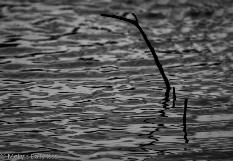 A black and white photo of a branch sticking out of the water in post titled Murky Water